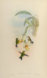 Chlorostilbon atala = Chlorostilbon mellisugus mellisugus